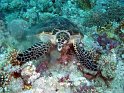 030508_Abu Kefan - Tortue - Dsc02278~